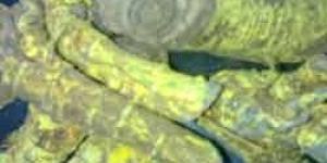 Salacia Reticulata Extract