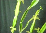 Sesamin Extract
