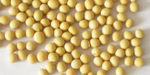 Soy Isoflavones