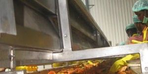 Red Papaya Concentrate