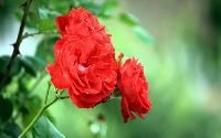 Natural Flowers