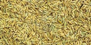 Long Grain Paddy Rice