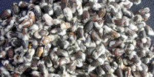Cotton Seeds