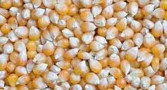 Maize Seeds