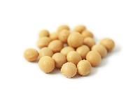 Soya Bean