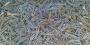 Unprocessed Chicken Feet