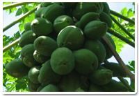 Fresh Papaya