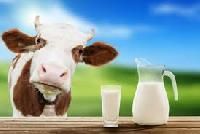 Cow Milk