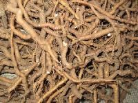 Taggri Root