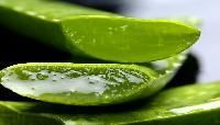 Aloe Vera Leaf