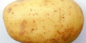 Potato