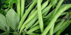 Fresh Green Bean