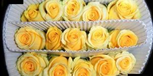 Gold Strike Rose Flower