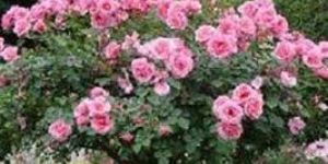 Indian Rose Plants