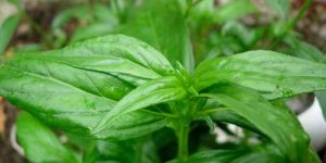 Andrographis Paniculata, Nilavembu