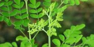 Moringa Leaf Powder, Moringa Seeds