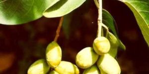Terminalia Chebula