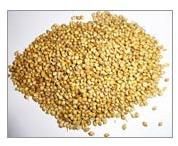 Coriander Seeds