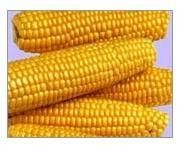 Yellow Maize