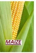 Yellow Maize