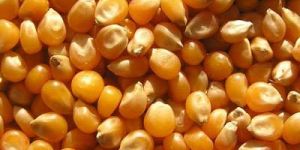Maize