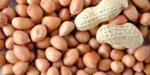 HPS Groundnut Kernels