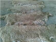 Goat Raw Leather Skin