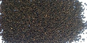 Black Pepper Seeds