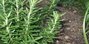 Rosemary Herb