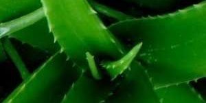 Aloe Vera Extracts