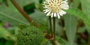 Bhringraj Powder