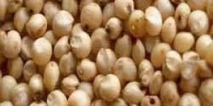 White Sorghum Jawar