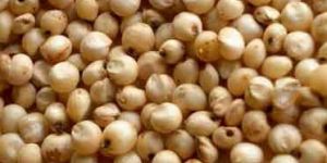 Sorghum Seeds