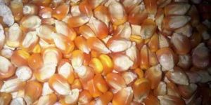 Yellow Maize Seeds