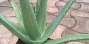 Aloe Vera Plants