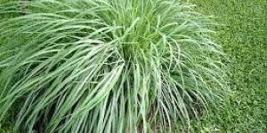 Citronella Plants