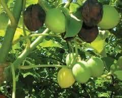 Jatropha Plants
