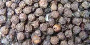 Black Pepper Seeds