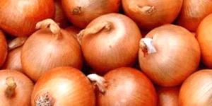 Fresh Onion