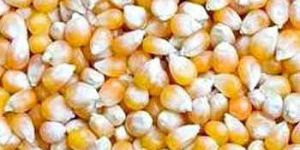 Maize Seeds