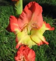 Gladiolus Flowers