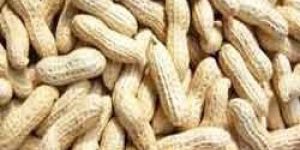 Shelled Groundnuts