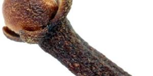 Clove