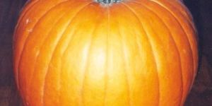 Fresh Pumpkin