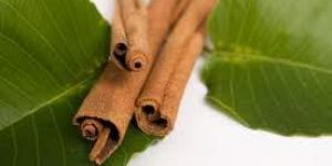 Cassia Essential Oil