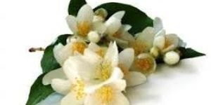 Jasmine Grandi Essential Oil
