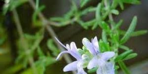 Patchouli Essential Oil