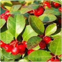 Wintergreen Essential Oil