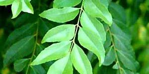 Curry Leaves
