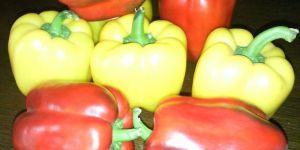 Capsicums - Sweet Pepper